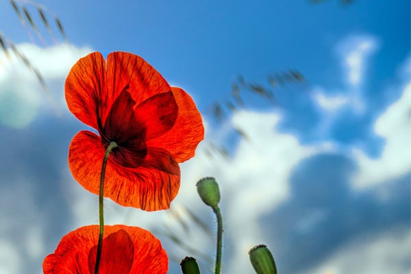 کاشت گل شقایق